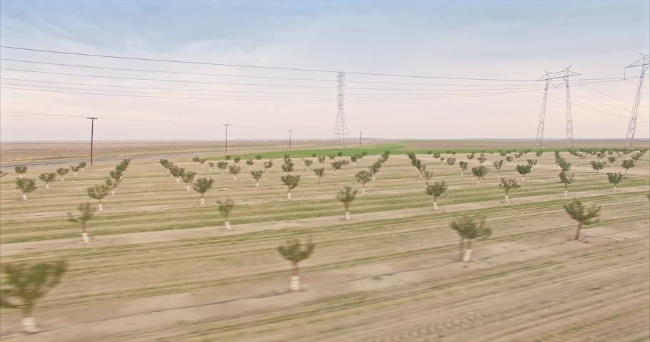 Aerial of Farming Almond pistachio trees and power lines