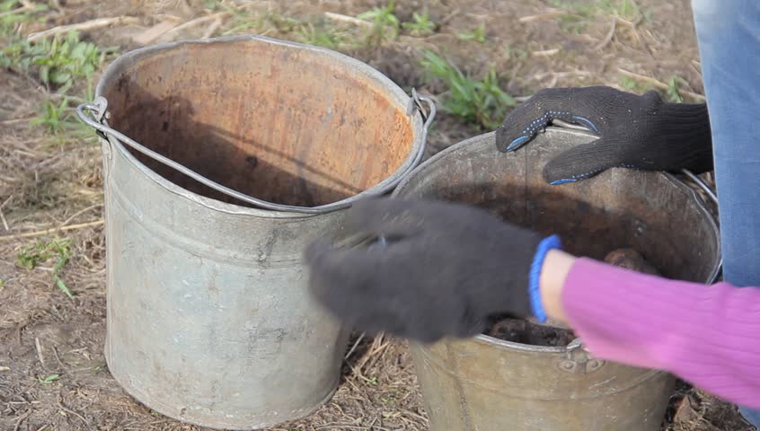 Manual sorting of potato seeds with sprouts in buckets, depending on size.