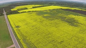 Aerial view of the yellow field with rape and road