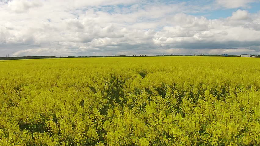 Aerial view of the yellow field with rape
