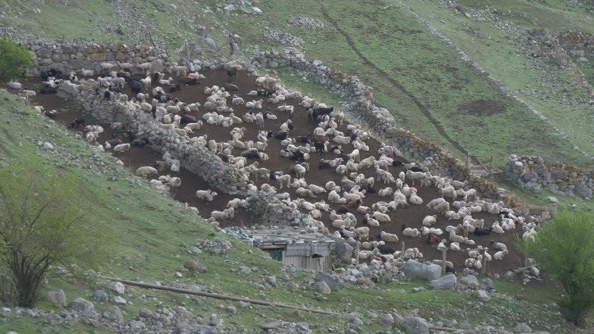Flock of sheep in a pen on a mountain pasture