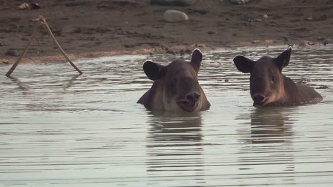 Front view of tapir baby and mom enjoying pond in Corcovado Park, Costa Rica