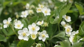 Fields of wild strawberry fruit 4K 2160p 30fps UltraHD footage - Fresh spring flowers of Fragaria ananassa close-up 3840X2160 UHD video