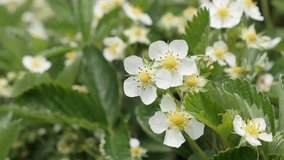 Close-up white spring flowers of Fragaria ananassa 4K 2160p 30fps UltraHD footage - Fields of wild strawberry fruit 3840X2160 UHD video