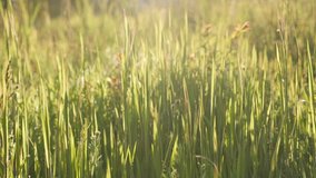 Grass on the windy day natural slow-mo 1920X1080 HD footage - Slow motion of decorative plants waving in the field 1080p FullHD video