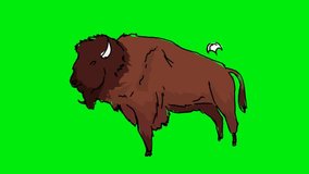 hand-drawn buffalo on a green screen