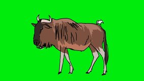 hand-drawn wildebeest on a green screen