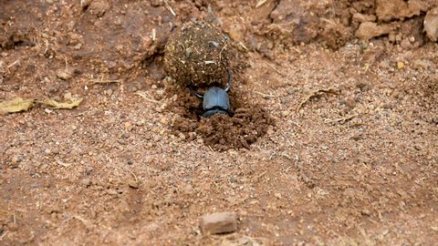 CU Dung beetle burrowing into sand with dung ball behind it, Pilanesberg National Park, South Africa
