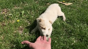 Playing with white domestic dog in the garden slow-mo close-up 1920X1080 HD footage -  POV slow motion scene with little puppy 1080p FullHD video