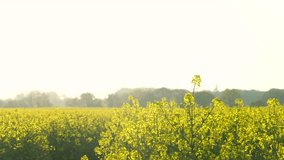 4K video clip of beautiful healthy mixed race African American girl teenager female young woman running or jogging with a bottle of water in field of yellow flowers at sunset or sunrise
