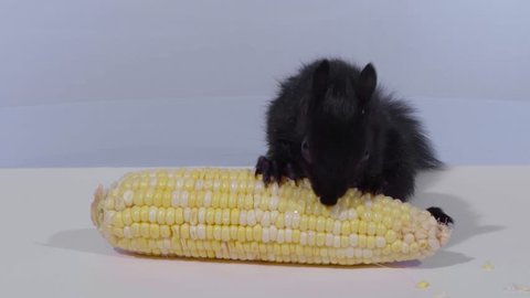 54++ Black kitten eating corn Best Cute Cat Photos
