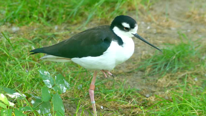 Black-necked stilt (Himantopus mexicanus) is locally abundant shorebird of American wetlands and coastlines. It is found from coastal areas of California through much.