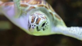Closeup of beautiful green turtle swimming in aquarium water. Slow motion hd video footage