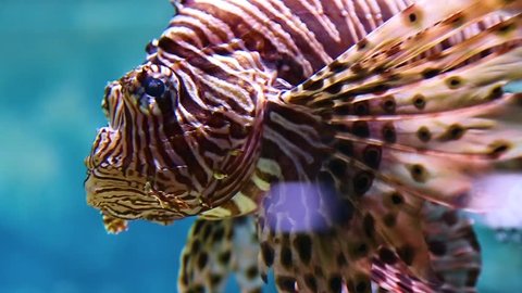 Closeup of beautiful lionfish swimming in aquarium water. Portrait of Pterois volitans fish. Sequence of 3 clips. Real time hd video footage