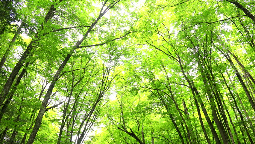 A lush forest and stream at the Great Smoky Mountains National Park in Tennessee, includes audio
