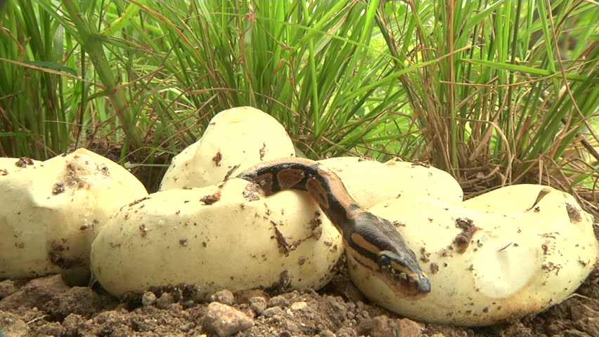 Python Hatchling Hatch Stock Video Footage - 4K and HD Video Clips ...