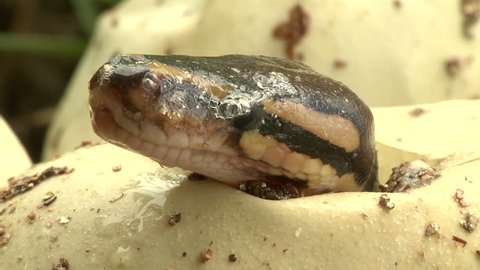 Python hatchlings