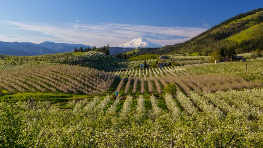 Time lapse movie of moving clouds and sky over snow covered Mt. Adams and rolling hills landscape pear orchards in Hood River Oregon spring season 4k ultra high definition uhd