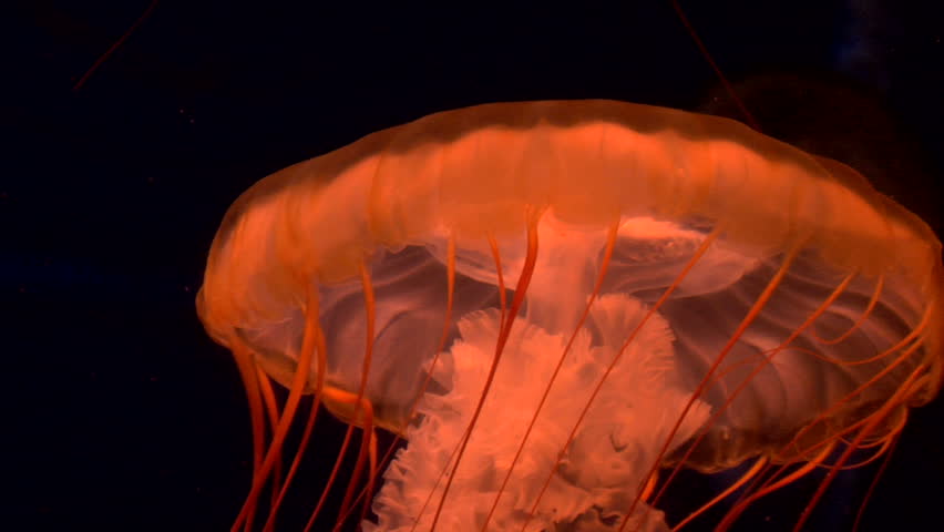 This is a red jellyfish in a black void