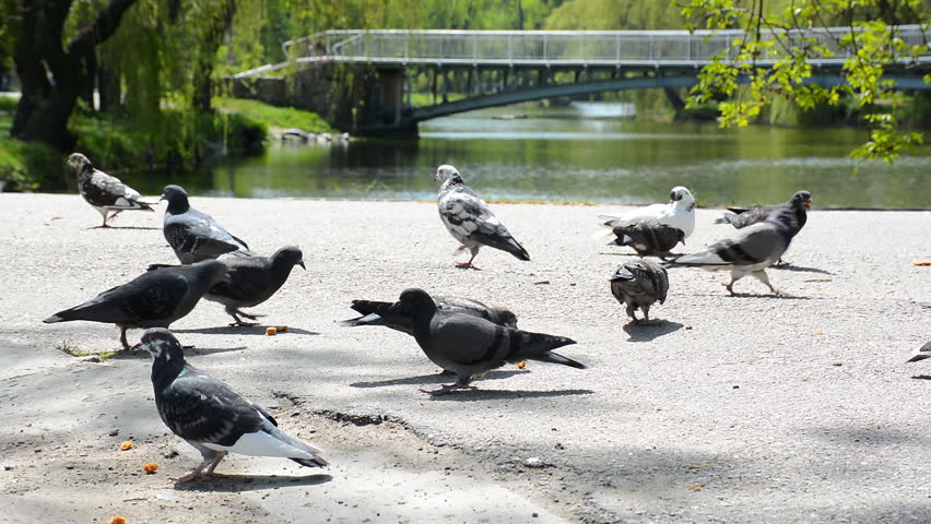 Pigeons eating bread in the park at sunny day.