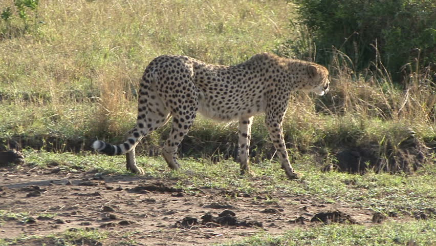 A closeup with cut to scenic far shot of a cheetah in the Masai Mara, Kenya,