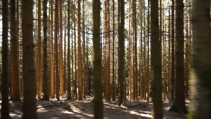Tracking shot of a forest. Shot is taken in Vosges in France. 