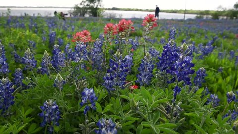 Wild flower of Texas State in Ennis City, Texas, USA. Bluebonnets and Indian paintbrush field in a windy day. The flowers are moving by wind blows