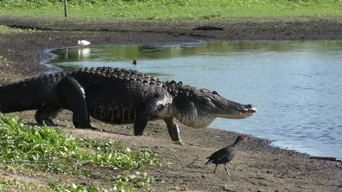 alligator walks to the pond