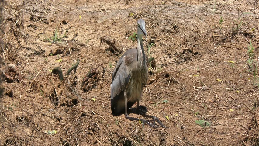 great blue heron resting in Florida wetlands
