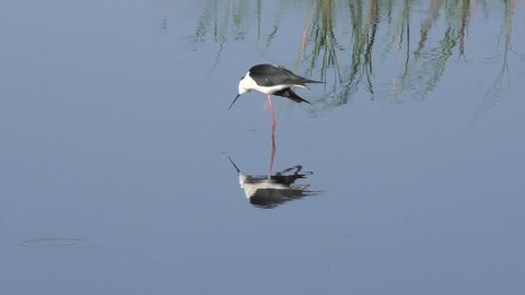 Black-necked Stilt feeds in a lake