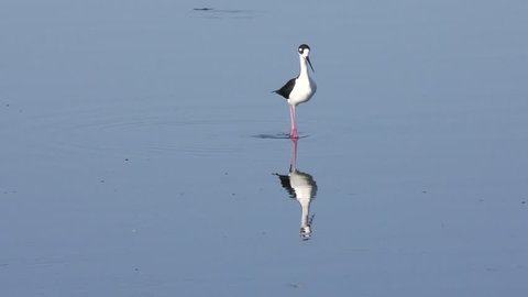 Black-necked Stilt feeds in a lake