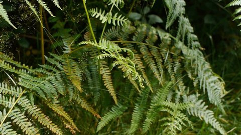 Fern (Pteridophyta). Camera move. Camera stops and holds with copy space on the right.