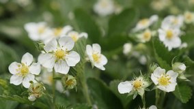 Close-up white spring flowers of Fragaria ananassa 4K 2160p 30fps UltraHD footage - Shallow DOF fields of wild strawberry fruit plant 3840X2160 UHD video