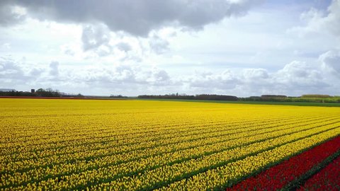 Aerial of Blossoming yellow tulip fields in a Dutch landscape in the Netherlands - 4K