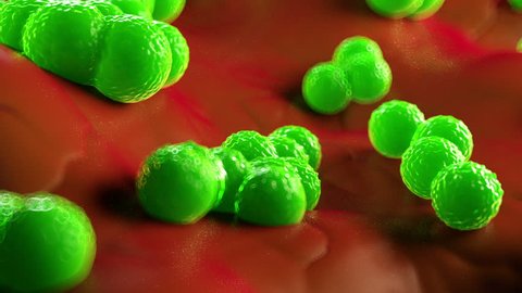 3d rendering - Staphylococcus aureus MRSA bacteria
