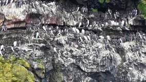 Guillemots, Fulmars and Kittiwakes nesting on the cliffs of the Wick, Skomer Island, Pembrokeshire Wales, in early Spring jut before egg laying.