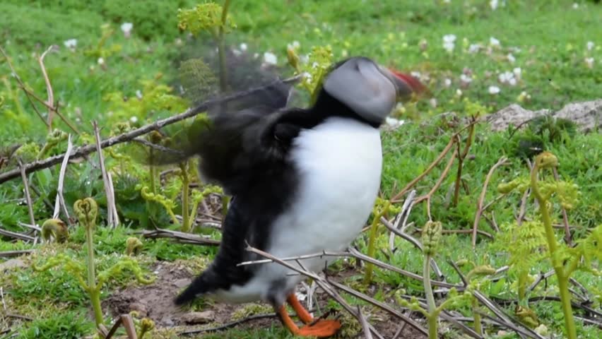 Single Atlantic Puffins, Fratercula arctica, flapping wings on grassy cliff top on Skomer Island, Pembrokeshire, Wales, a famous birdwatching National Park.