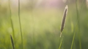 Slow motion waving of dry decorative plants 1920X1080 HD footage - Summer grass in the field on the windy day slow-mo 1080p FullHD videoewetwet