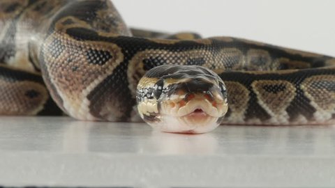 Python hatchlings