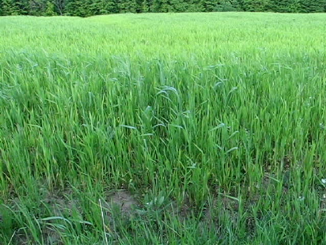 Grass land