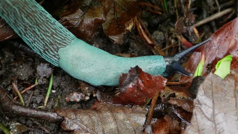 Carpathian Blue Slug (Bielzia coerulans) Macro
Adult Carpathian Blue Slug slowly moving on the forest floor.