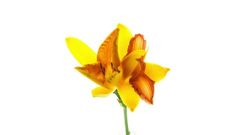 Timelapse of two yellow orange daylily flowers blooming and fading on white background
