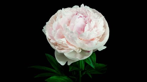 Timelapse of a light pink peony flower blooming and fading on black background
