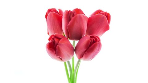 Timelapse of a bunch of red tulip flowers blooming on white background
