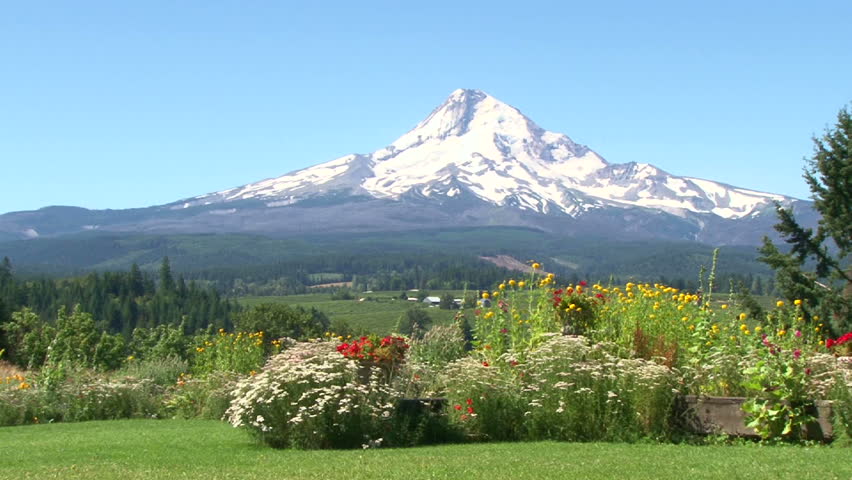 Panning shot of Mt Hood Oregon scenic with many colorful flowers in full bloom.