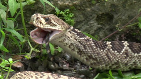 Eastern diamondback rattle snake eating hatchling alligator
