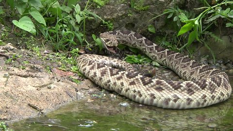 Eastern diamondback rattle snake eating hatchling alligator