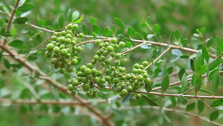 tropical indian henna seeds plant Stock Footage Video (100% Royalty