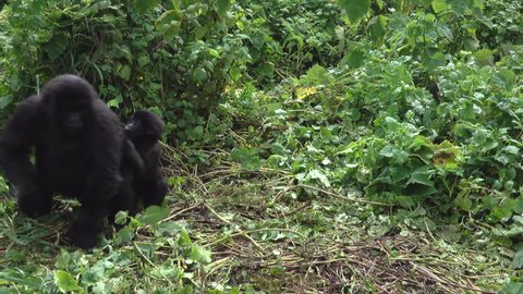 Mountain Gorilla, family life, baby with fears run into the arms from his sister, in the Virunga mountains in Africa, Rwanda.