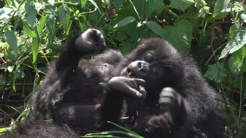 Mountain Gorilla, family life, lovely baby in the Virunga mountains in Africa, Rwanda.